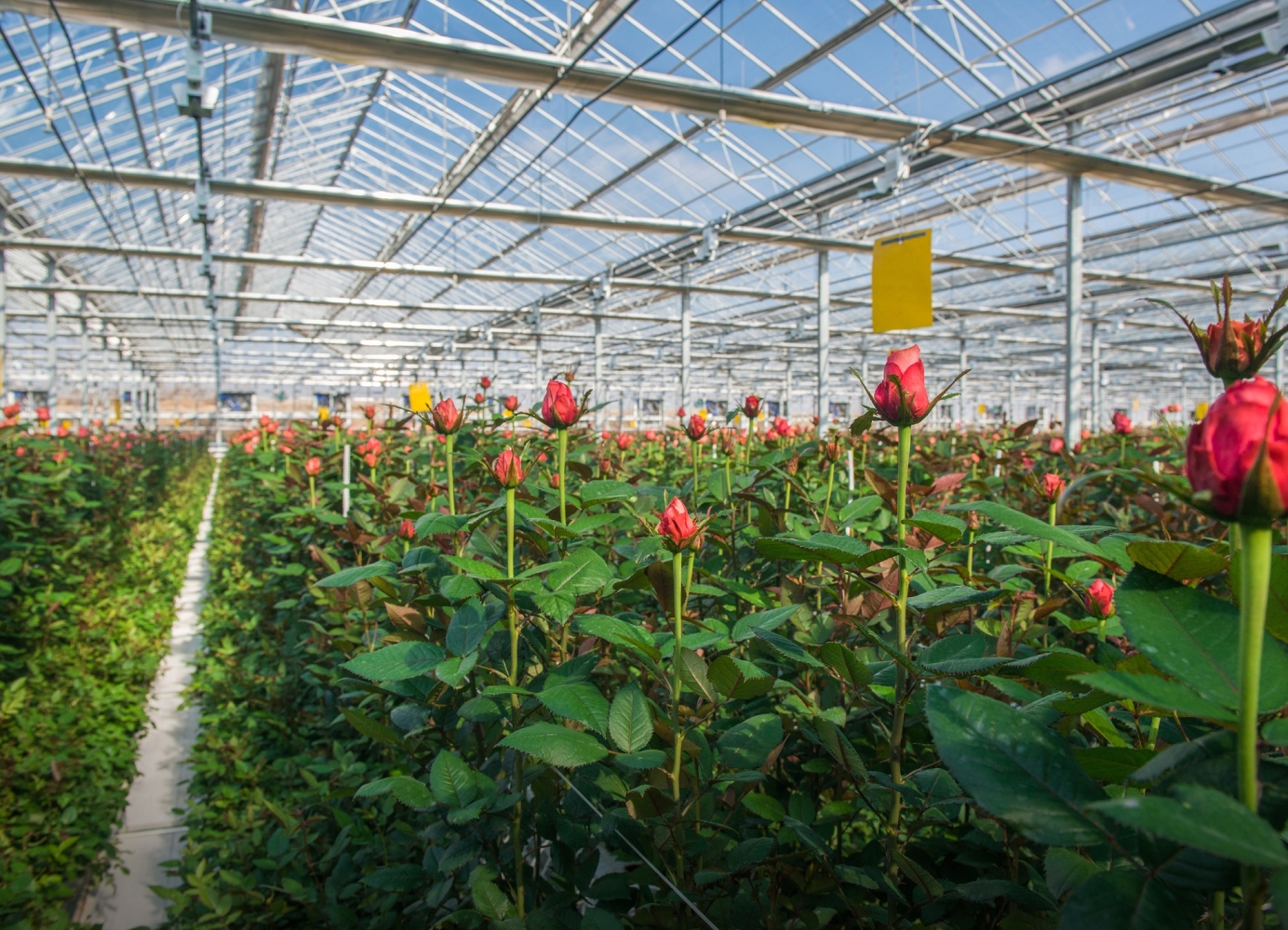 Rows of red roses growing inside a greenhouse at Maciel’s Flowers.