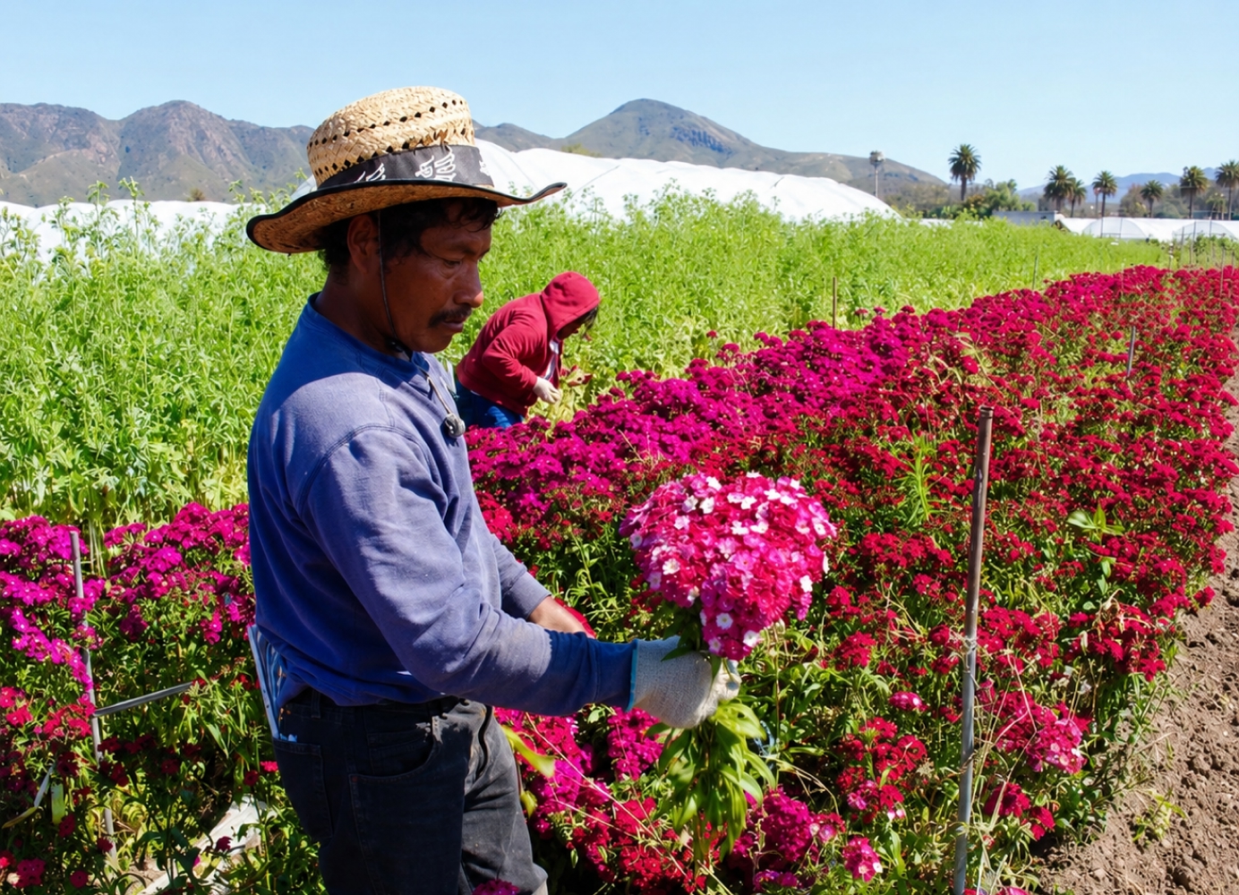 Worker harvesting bright pink flowers in a field at Maciel’s Flowers, with greenhouses and mountains in the background.