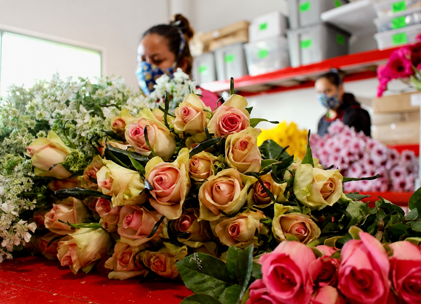 Workers arranging and preparing roses and other flowers at Maciel’s Flowers.