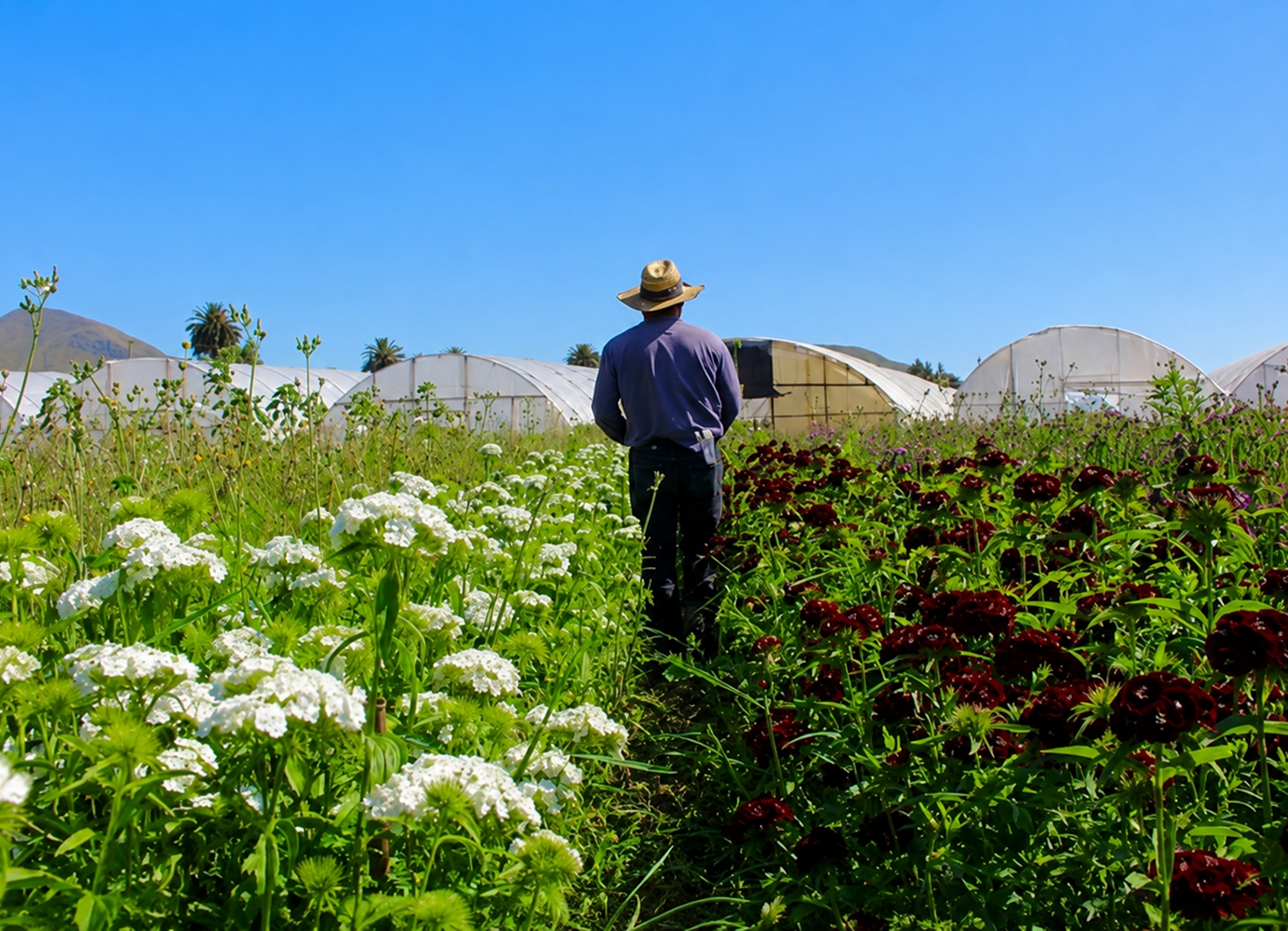 Worker standing among rows of flowering plants at Maciel’s Flowers, with greenhouses in the background.