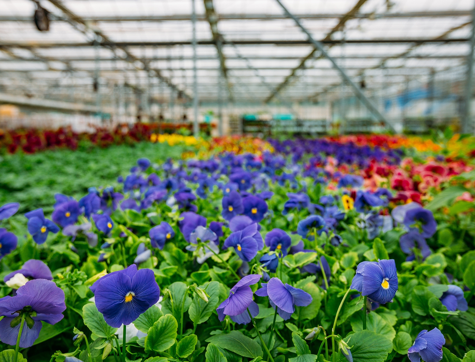 Rows of colorful pansies growing inside a commercial greenhouse.